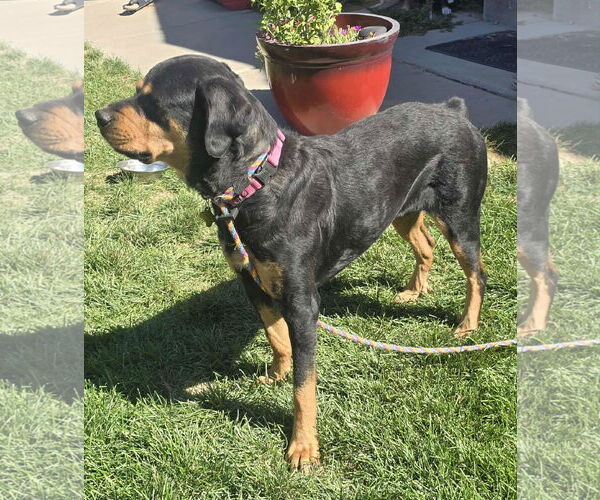 Medium Photo #6 Rottweiler-Unknown Mix Puppy For Sale in Sandy, UT, USA