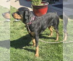 Small #5 Rottweiler Mix
