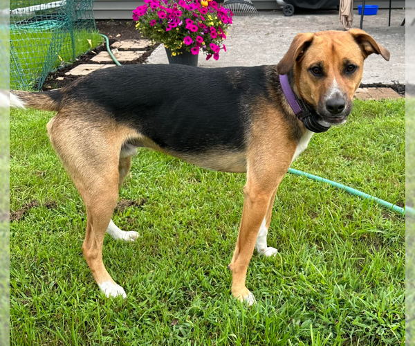Medium Photo #9 Beagle-Unknown Mix Puppy For Sale in Brooklyn Center, MN, USA