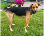 Small #8 Beagle Mix