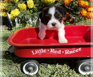 Cava-Tzu Puppy for sale in MOUNT PLEASANT, MI, USA