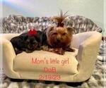 Small Photo #12 Yorkshire Terrier Puppy For Sale in SACRAMENTO, CA, USA