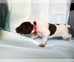 Small Photo #4 German Shorthaired Pointer Puppy For Sale in BLUE SPRINGS, MS, USA