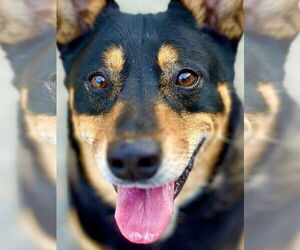 Mutt Dogs for adoption in West Cornwall, CT, USA
