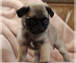 Small Photo #6 Pug Puppy For Sale in WINNSBORO, TX, USA