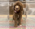 Puppy Rose Goldendoodle