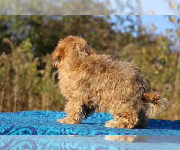 Medium Photo #36 ShihPoo Puppy For Sale in DYERSBURG, TN, USA