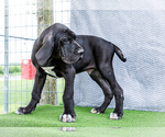 Small #5 Great Dane