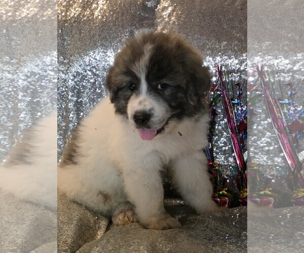 Medium Photo #2 Great Pyrenees Puppy For Sale in Spring, TX, USA