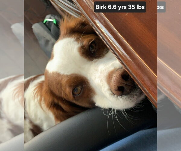 Medium Photo #8 Brittany Puppy For Sale in Curwensville, PA, USA