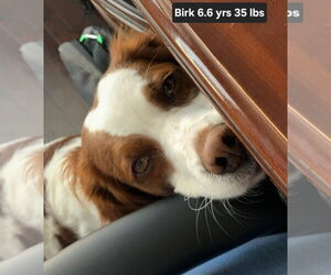 OK/Birk - Male Brittany Dog for Adoption - Photo #8