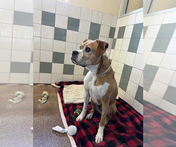 Medium Photo #3 Boxer Puppy For Sale in Salinas, CA, USA