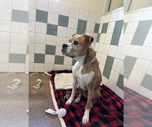 Maya - Female Boxer Dog for Adoption - Photo #3