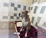Small Photo #3 Boxer Puppy For Sale in Salinas, CA, USA