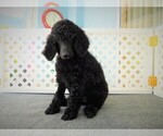 Small Photo #9 Poodle (Standard) Puppy For Sale in SPRING HILL, FL, USA