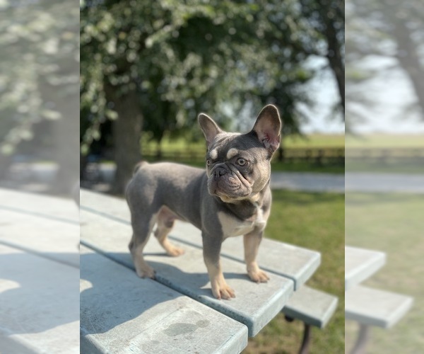 Medium Photo #1 French Bulldog Puppy For Sale in RICHLAND, IA, USA