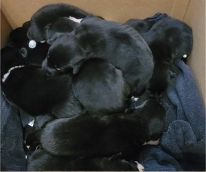 Labrenees Litter for sale in OLATHE, KS, USA