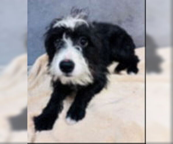 Medium Photo #1 Mutt Puppy For Sale in Woodbury, NY, USA