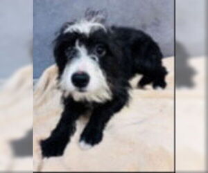 Mutt Dogs for adoption in Woodbury, NY, USA