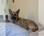 Small #1 German Shepherd Dog Mix