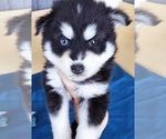 Small Photo #5 Pomsky Puppy For Sale in PUNTA GORDA, FL, USA