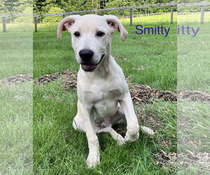 Border Collie-Unknown Mix Dogs for adoption in Parker Ford, PA, USA
