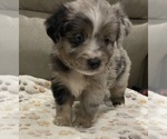 Puppy Elsa Miniature Australian Shepherd