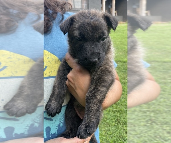 Medium Photo #3 Dutch Shepherd Dog Puppy For Sale in GEORGETOWN, TN, USA