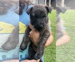 Small #2 Dutch Shepherd Dog