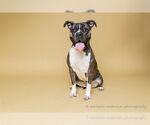 Small #1 American Bandogge mastiff
