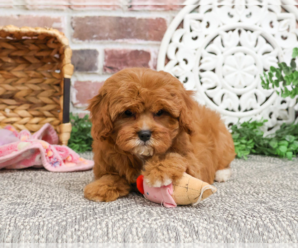 Medium Photo #7 Cavapoo (Miniature) Puppy For Sale in SYRACUSE, IN, USA
