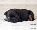 Small Photo #12 French Bulldog Puppy For Sale in WINNSBORO, TX, USA