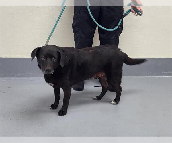 Medium Photo #1 Labrador Retriever-Unknown Mix Puppy For Sale in Louisville, KY, USA