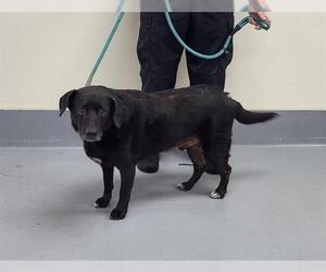 Labrador Retriever-Unknown Mix Dogs for adoption in Louisville, KY, USA