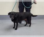 Small Labrador Retriever Mix