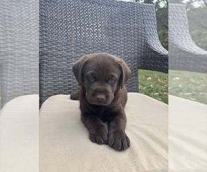 Labrador Retriever Puppy for sale in DADE CITY, FL, USA