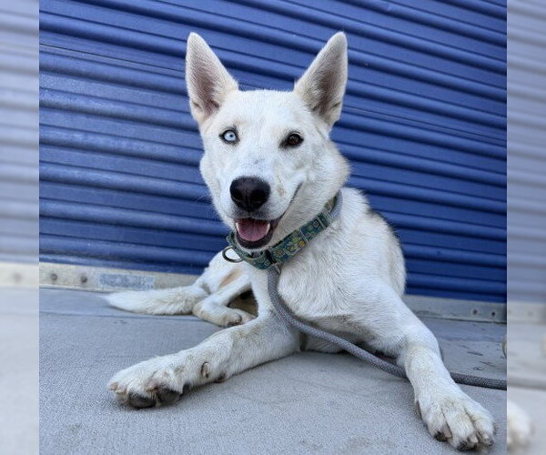 Medium Photo #2 Siberian Husky Puppy For Sale in Bakersfield, CA, USA