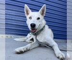 Small #1 Siberian Husky
