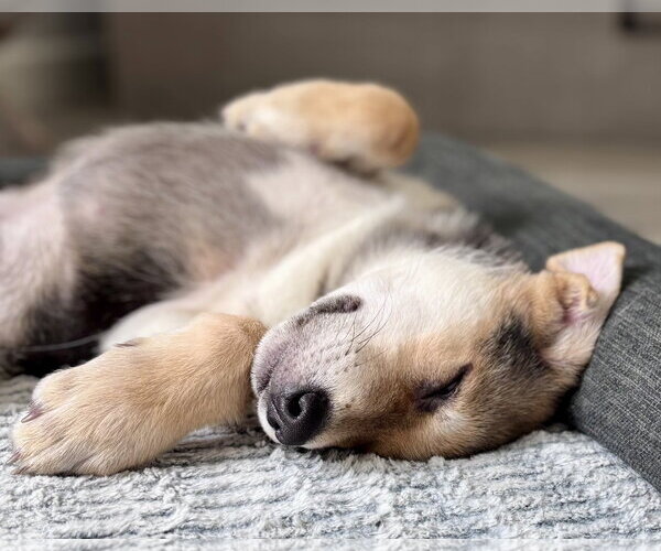 Medium Photo #3 Mutt Puppy For Sale in Mission Viejo, CA, USA
