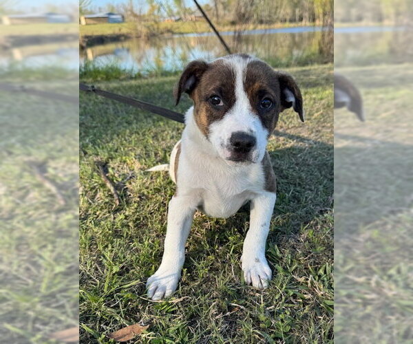 Medium Photo #9 Mutt Puppy For Sale in Tarrytown, GA, USA