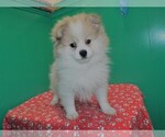 Small Photo #5 Pomeranian Puppy For Sale in PATERSON, NJ, USA
