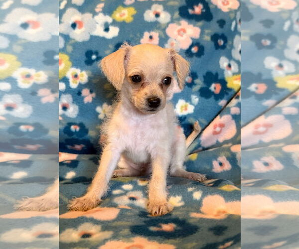 Medium Photo #9 Chihuahua-Unknown Mix Puppy For Sale in Pacolet, SC, USA