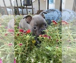 Small #7 Faux Frenchbo Bulldog