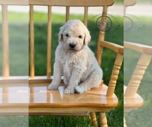 Goldendoodle Puppy for sale in MARYVILLE, MO, USA