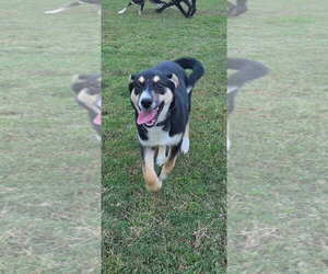 Wednesday - Female Alusky Dog for Adoption - Photo #3