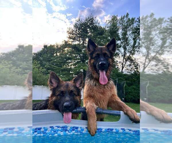 Medium Photo #29 German Shepherd Dog Puppy For Sale in LA FAYETTE, NY, USA