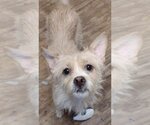 Small Photo #3 Cairn Terrier-Unknown Mix Puppy For Sale in San Antonio, TX, USA