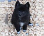 Small Photo #5 Alaskan Klee Kai Puppy For Sale in SEBRING, FL, USA
