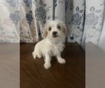 Small #3 Morkie