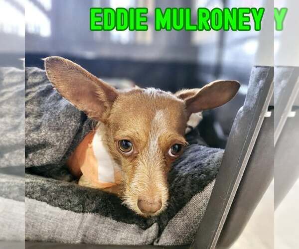 Medium Photo #8 Dachshund-Unknown Mix Puppy For Sale in San Antonio, TX, USA